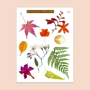 PAPERGEEK Cozy Fall - Clear Fall Leaves Stickers Botanical Specimen 232